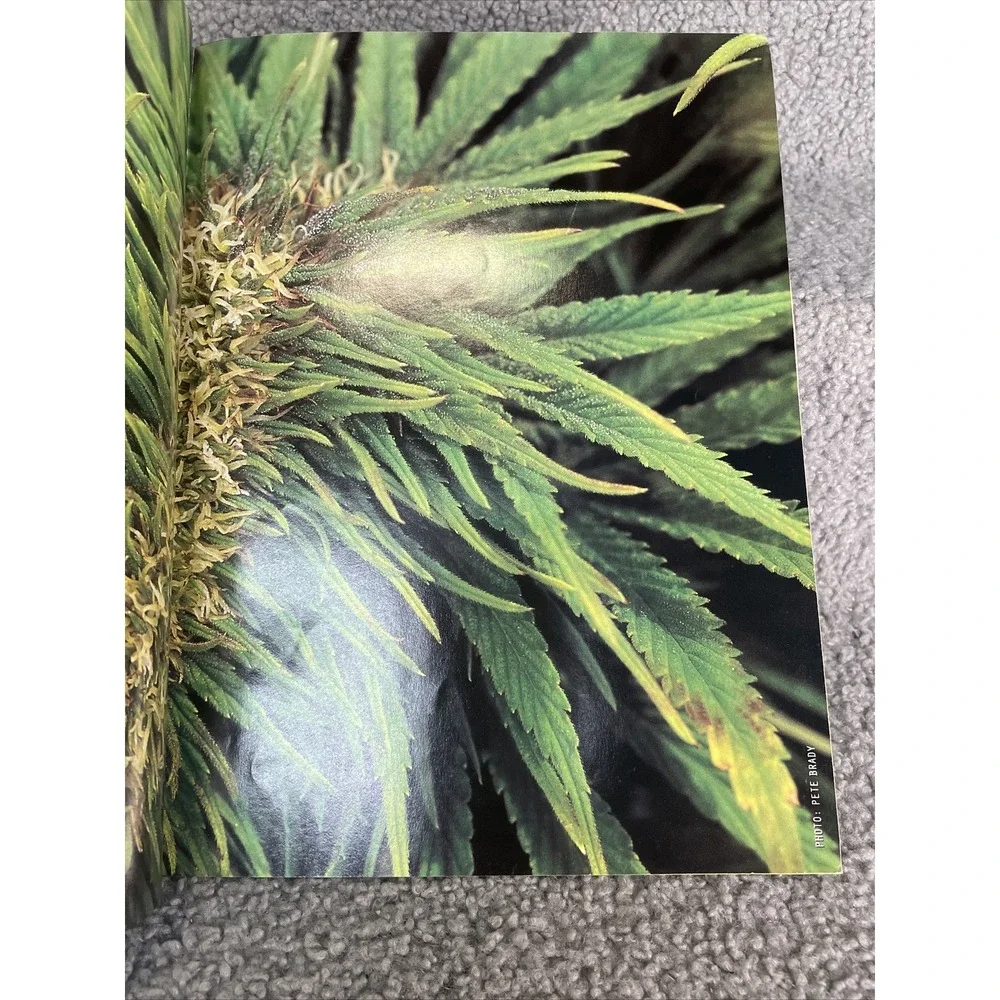 Cannabis Culture magazine - #41 - Feb/Mar 2003‎